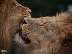 Tapeta National Geographic 378.jpg